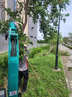 台南永康路樹扶正 